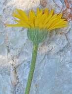 Image de Erigeron linearis (Hook.) Piper