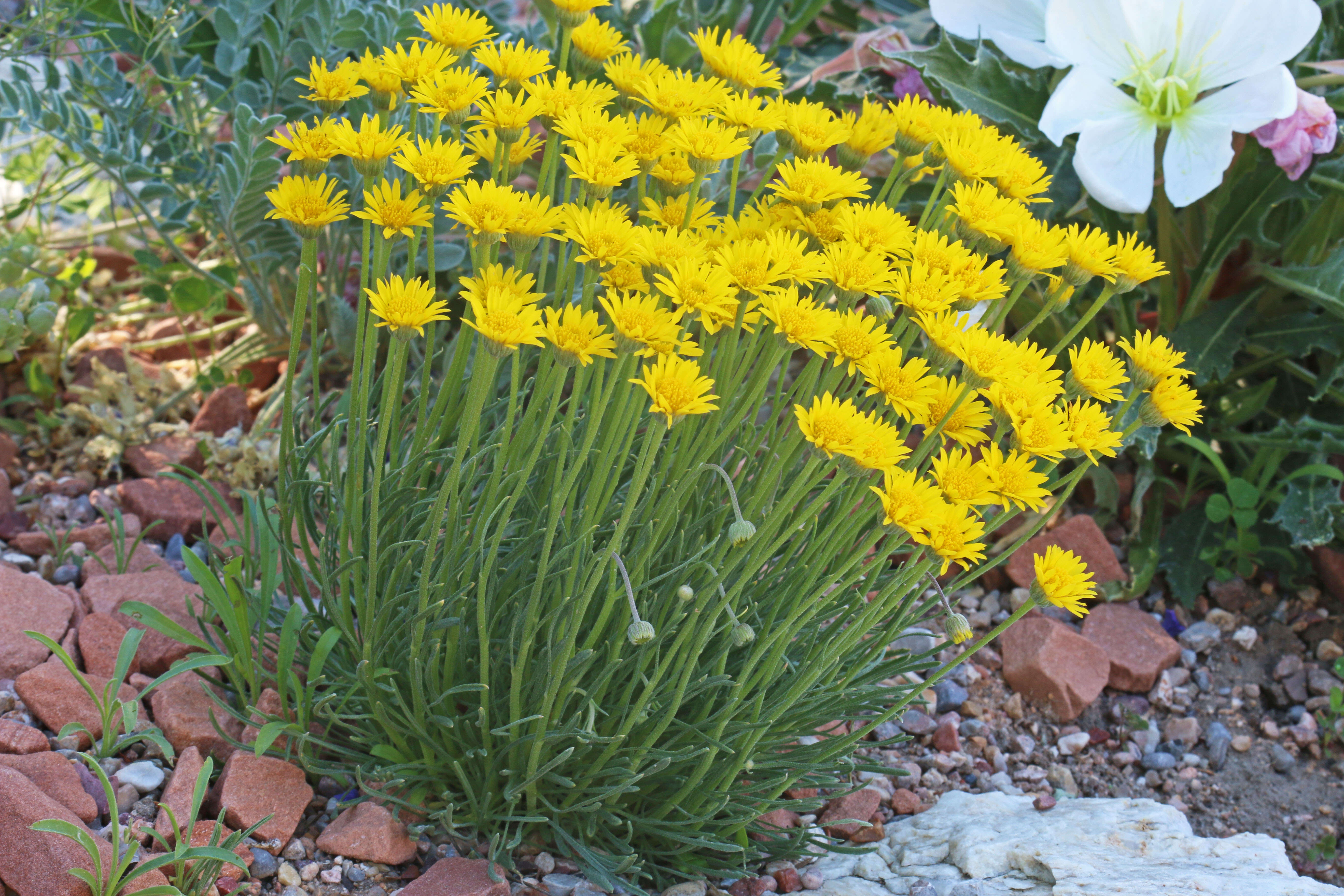 Image de Erigeron linearis (Hook.) Piper