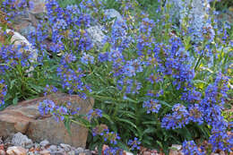 Image of littleflower penstemon