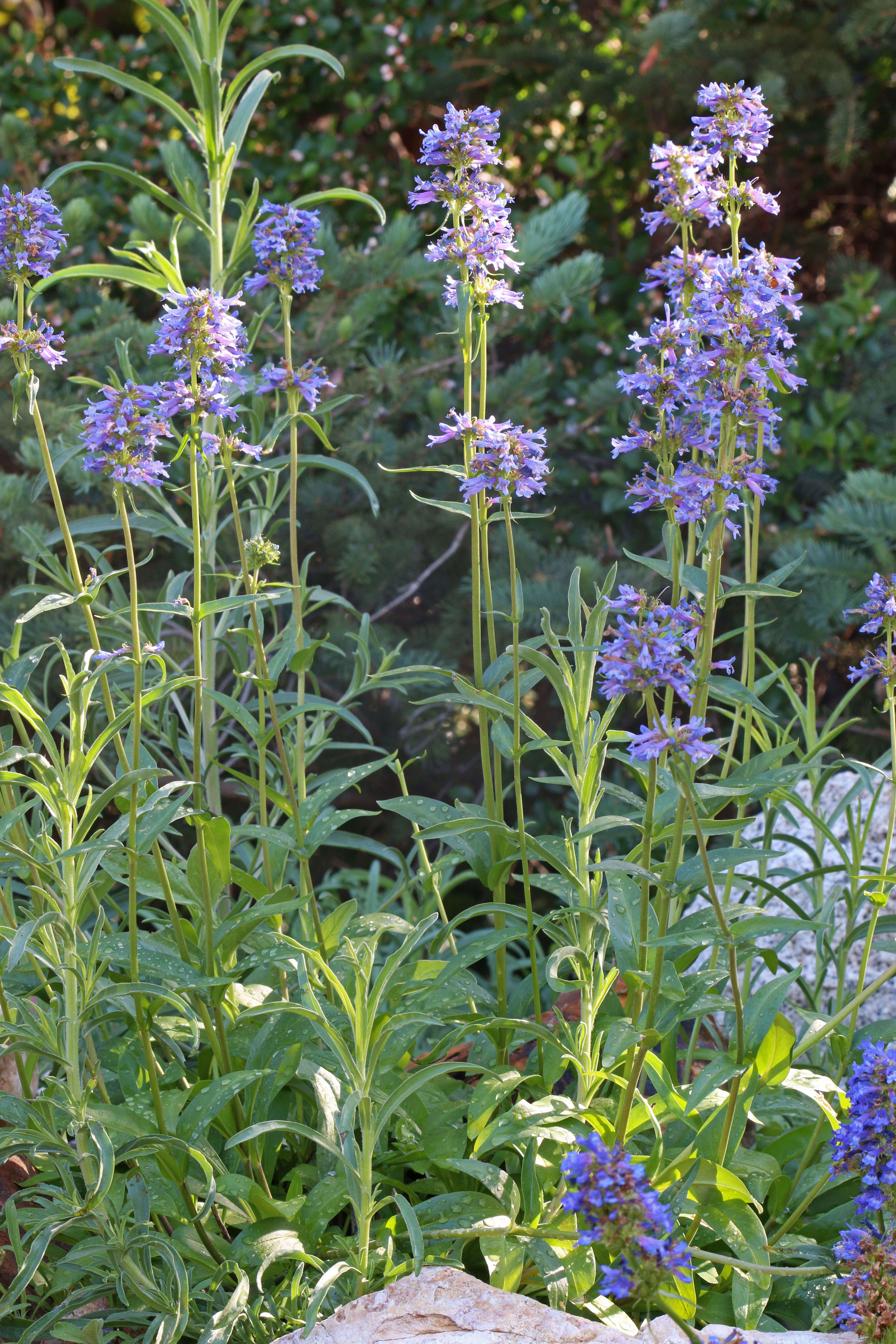 Image of littleflower penstemon