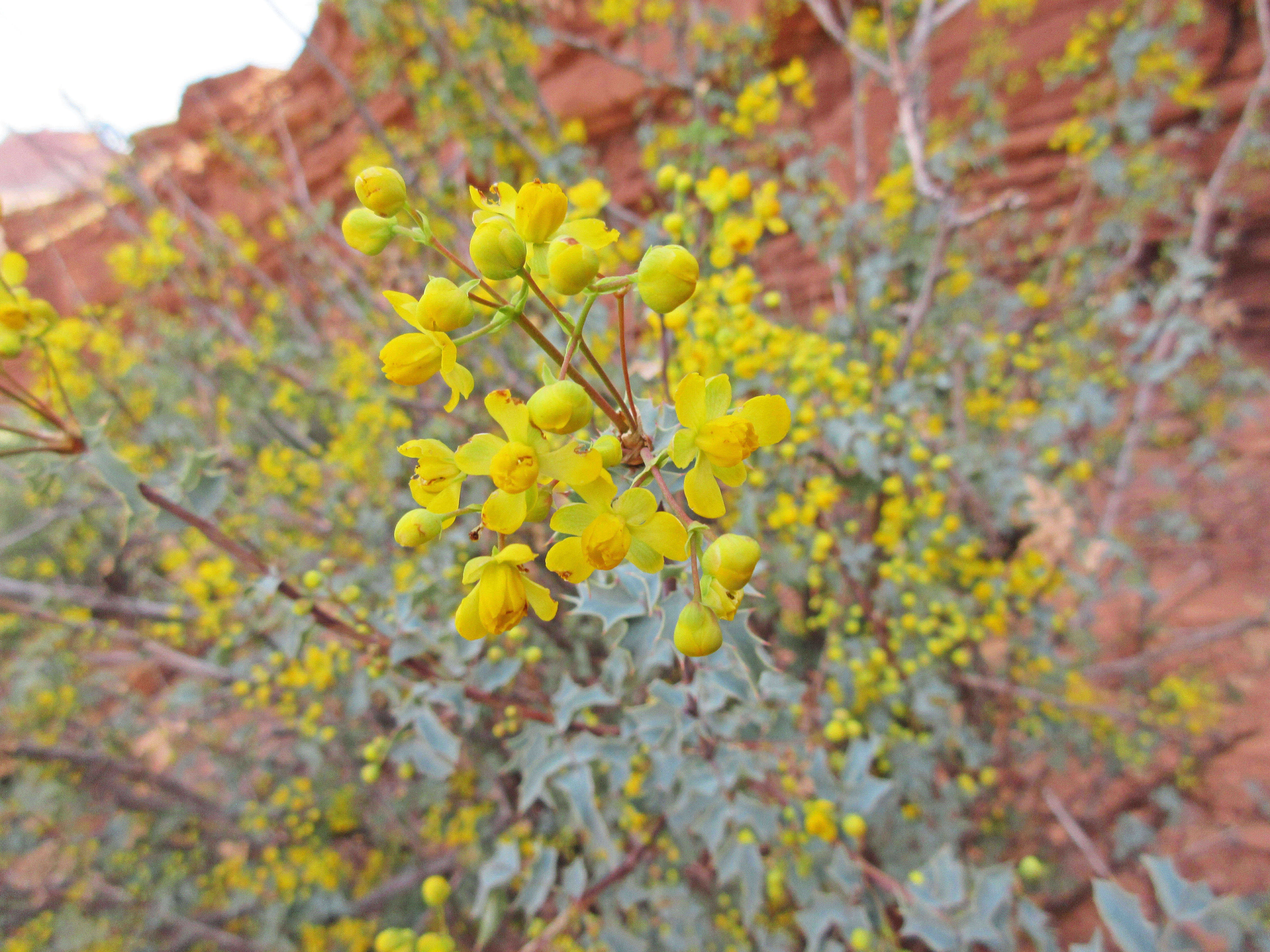 Image of Fremont's mahonia