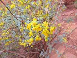 Image of Fremont's mahonia