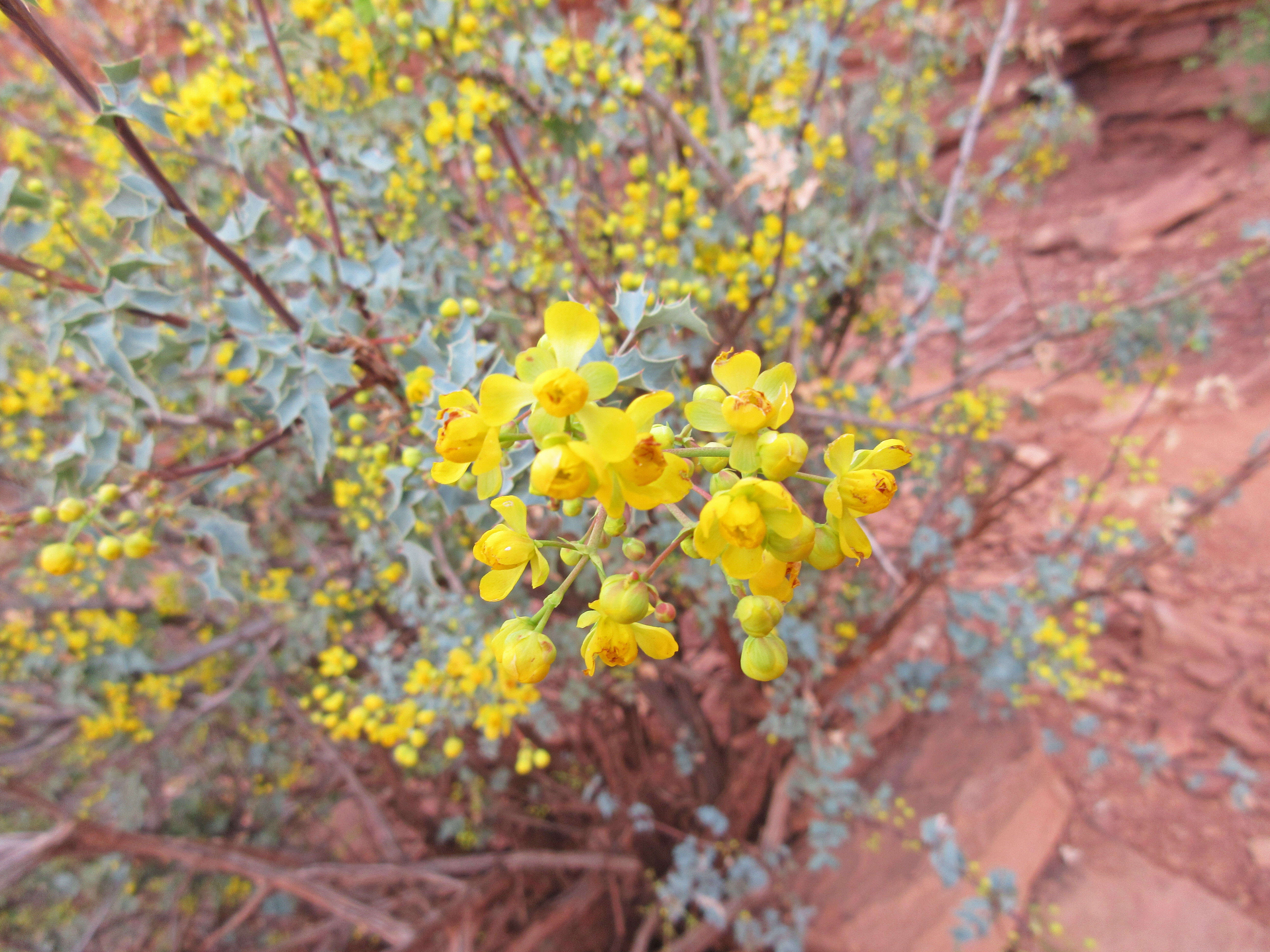 Image of Fremont's mahonia