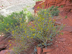 Image of Fremont's mahonia