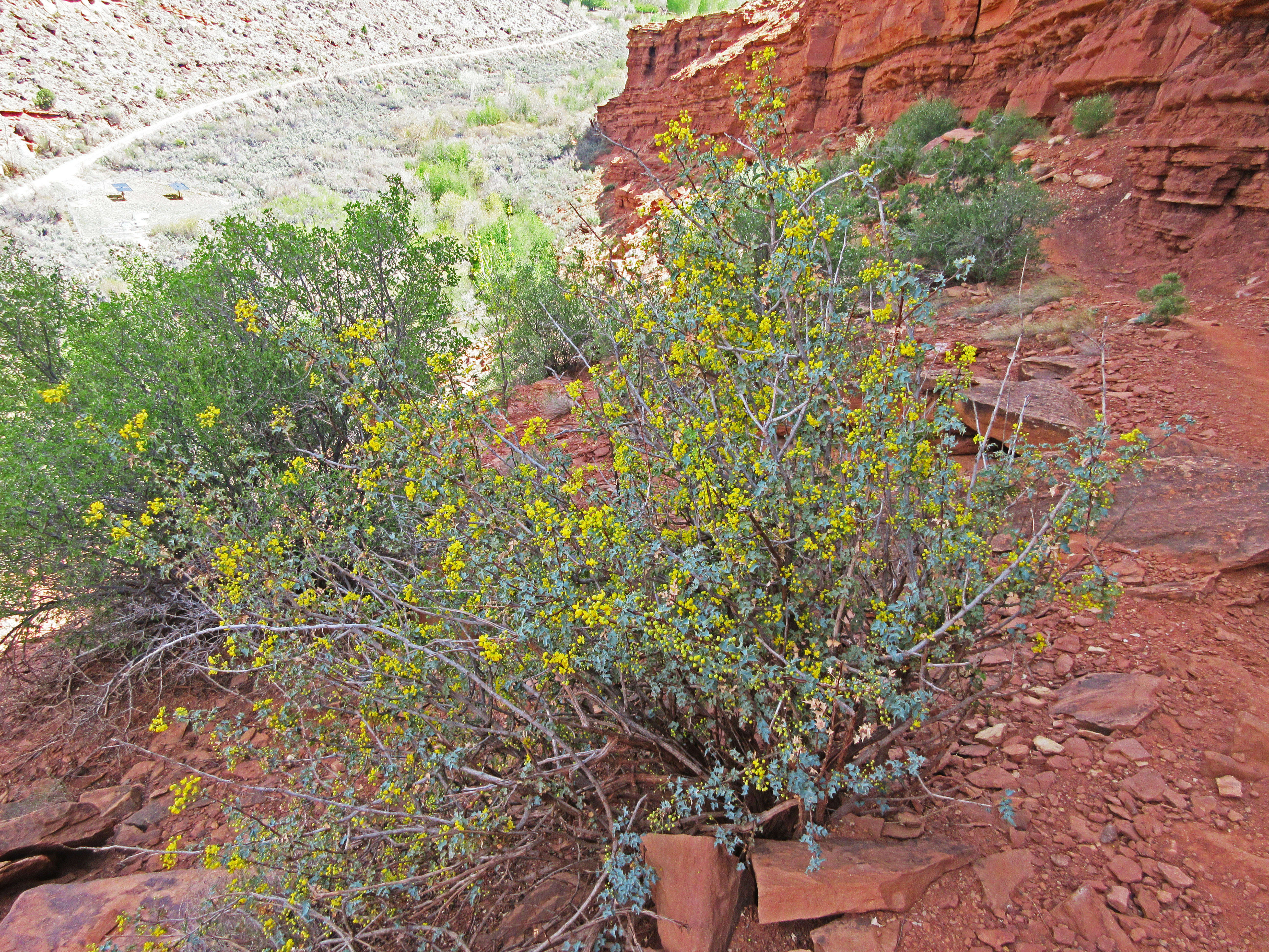 Image of Fremont's mahonia