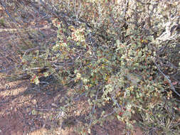 Image of Fremont's mahonia