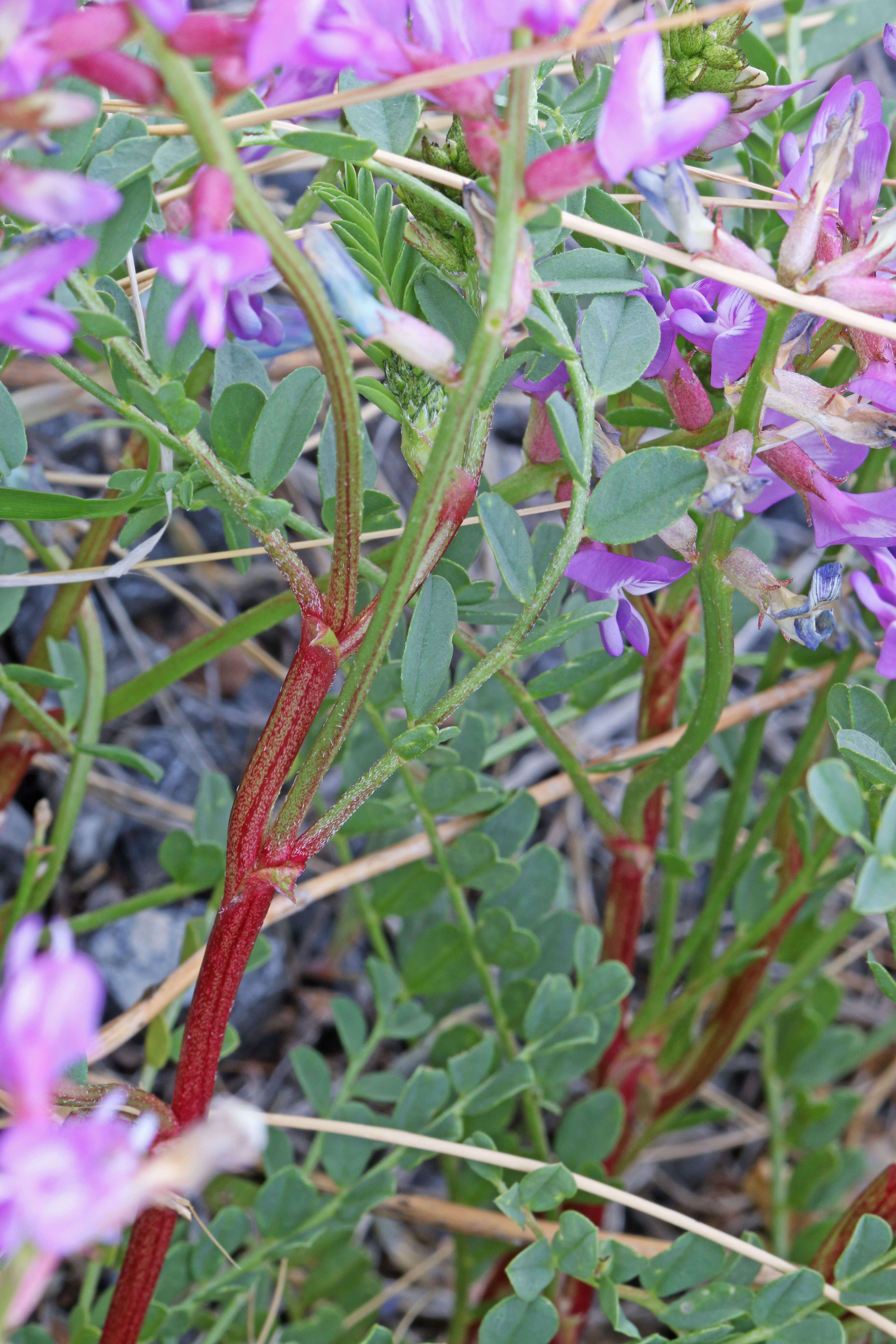 Image of Preuss' milkvetch