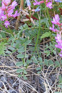 Image of Preuss' milkvetch