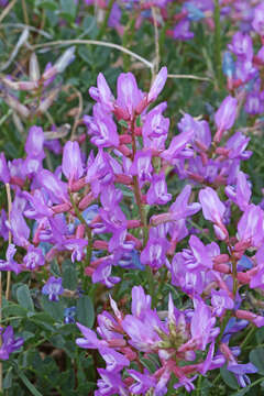 Image of Preuss' milkvetch