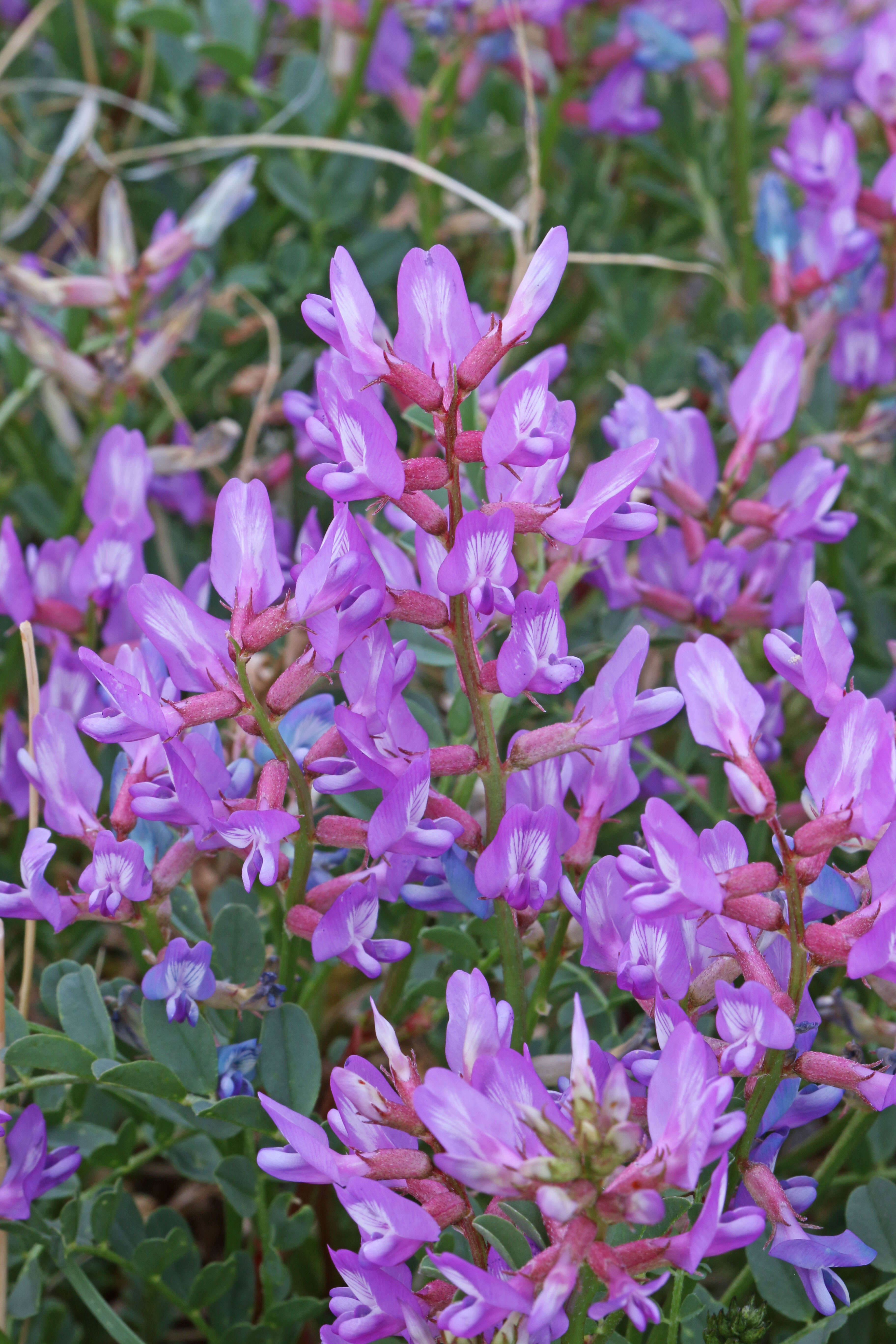 Image of Preuss' milkvetch