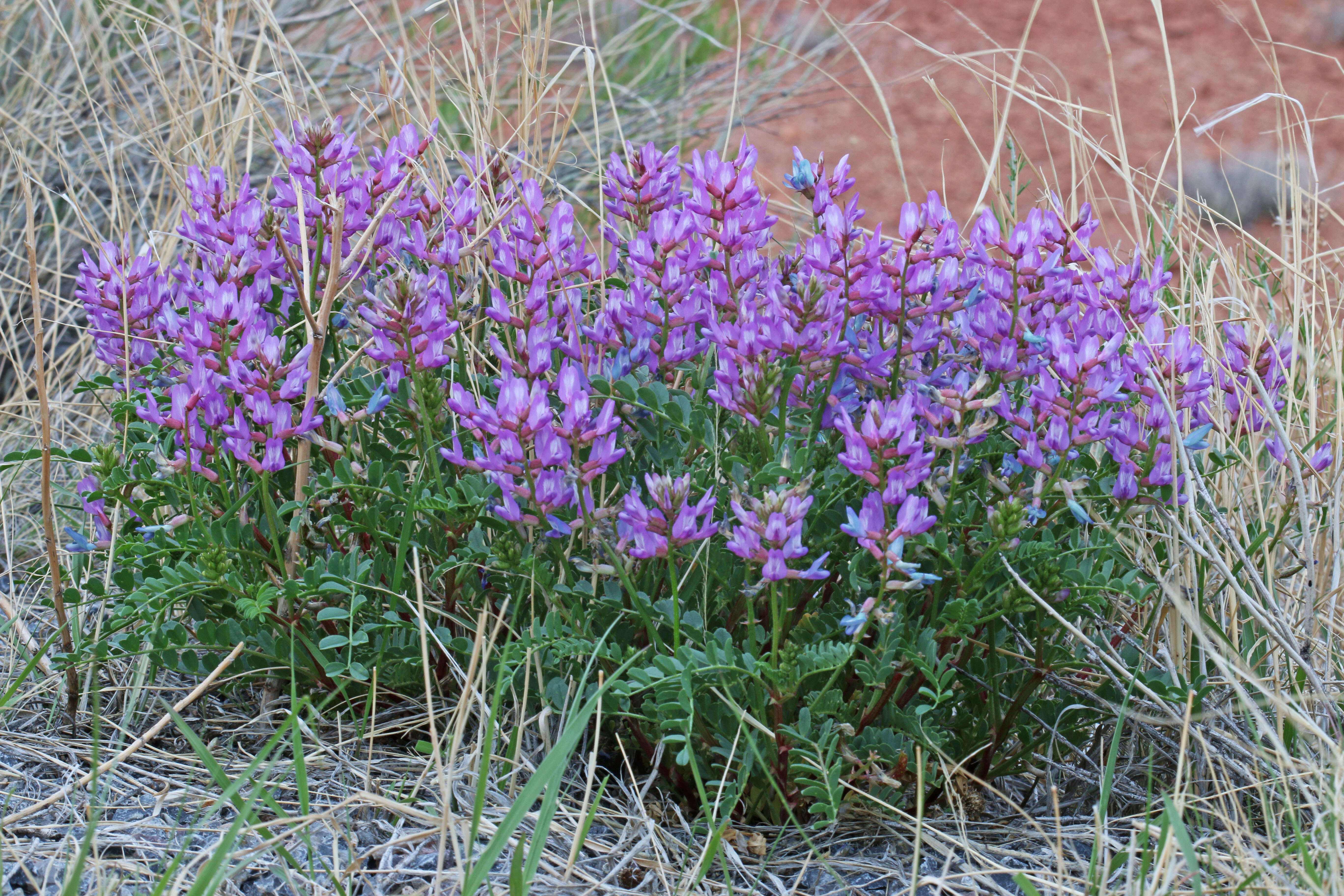 Image of Preuss' milkvetch