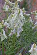 Image of stinking milkvetch