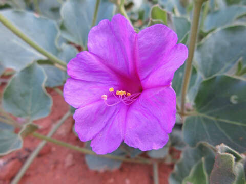 Image de Mirabilis multiflora (Torr.) Gray