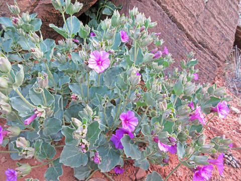 Image de Mirabilis multiflora (Torr.) Gray