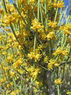 Image of Gray Ephedra