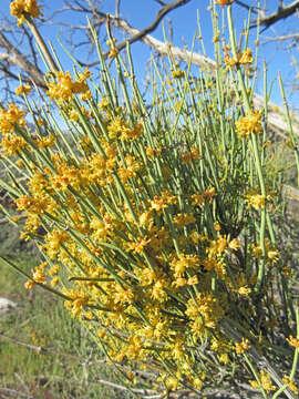 Image of Gray Ephedra