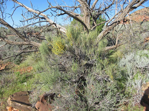 Image of Gray Ephedra