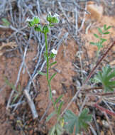 صورة Cryptantha pterocarya (Torr.) Greene