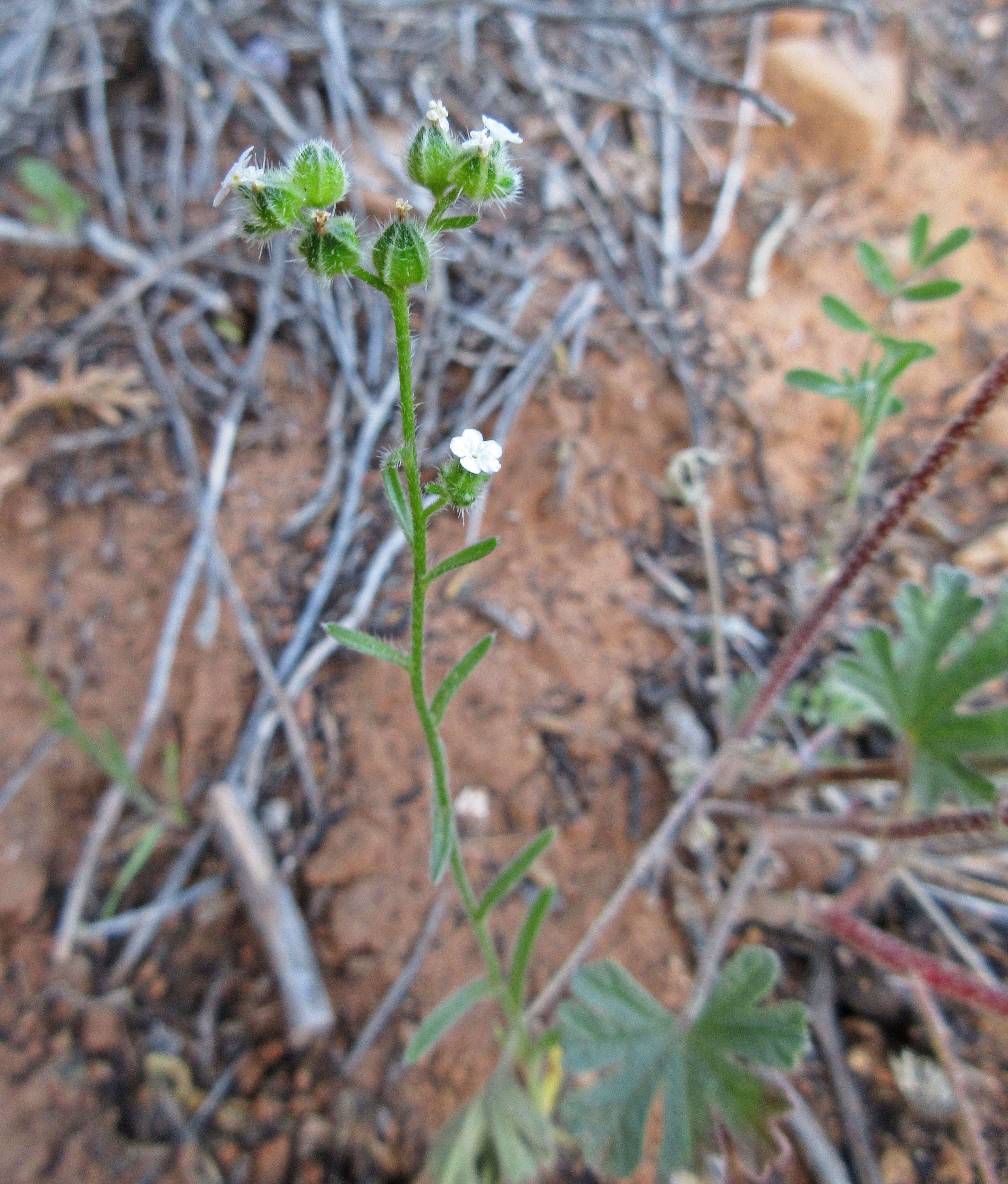 Image of wingnut cryptantha