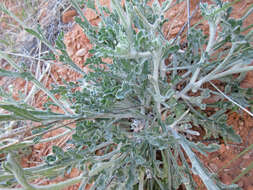 Image of desert marigold