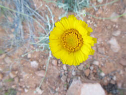 Image of desert marigold