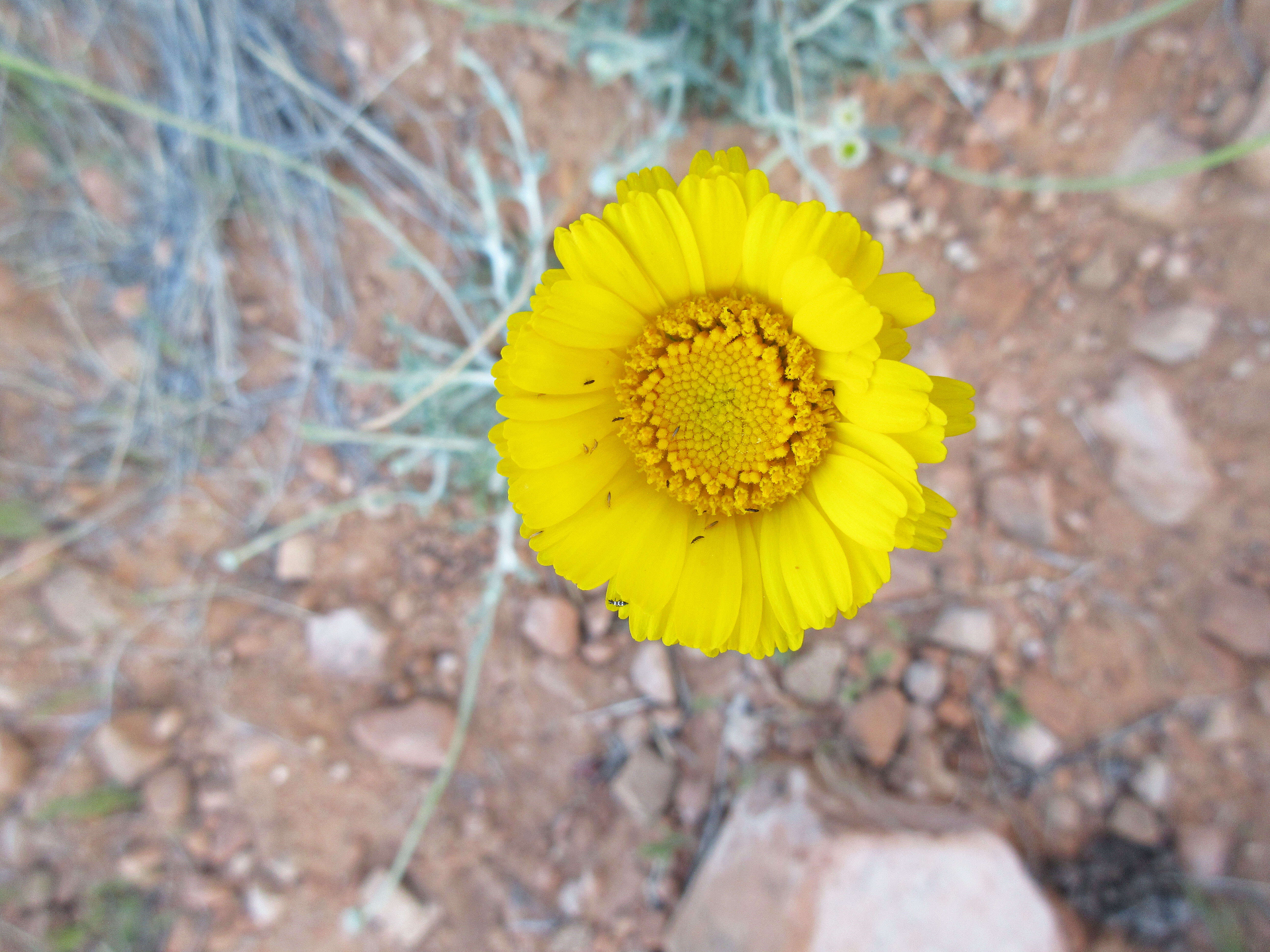 Image of desert marigold