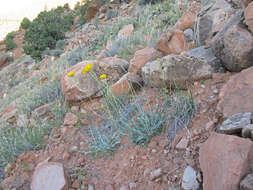 Image of desert marigold