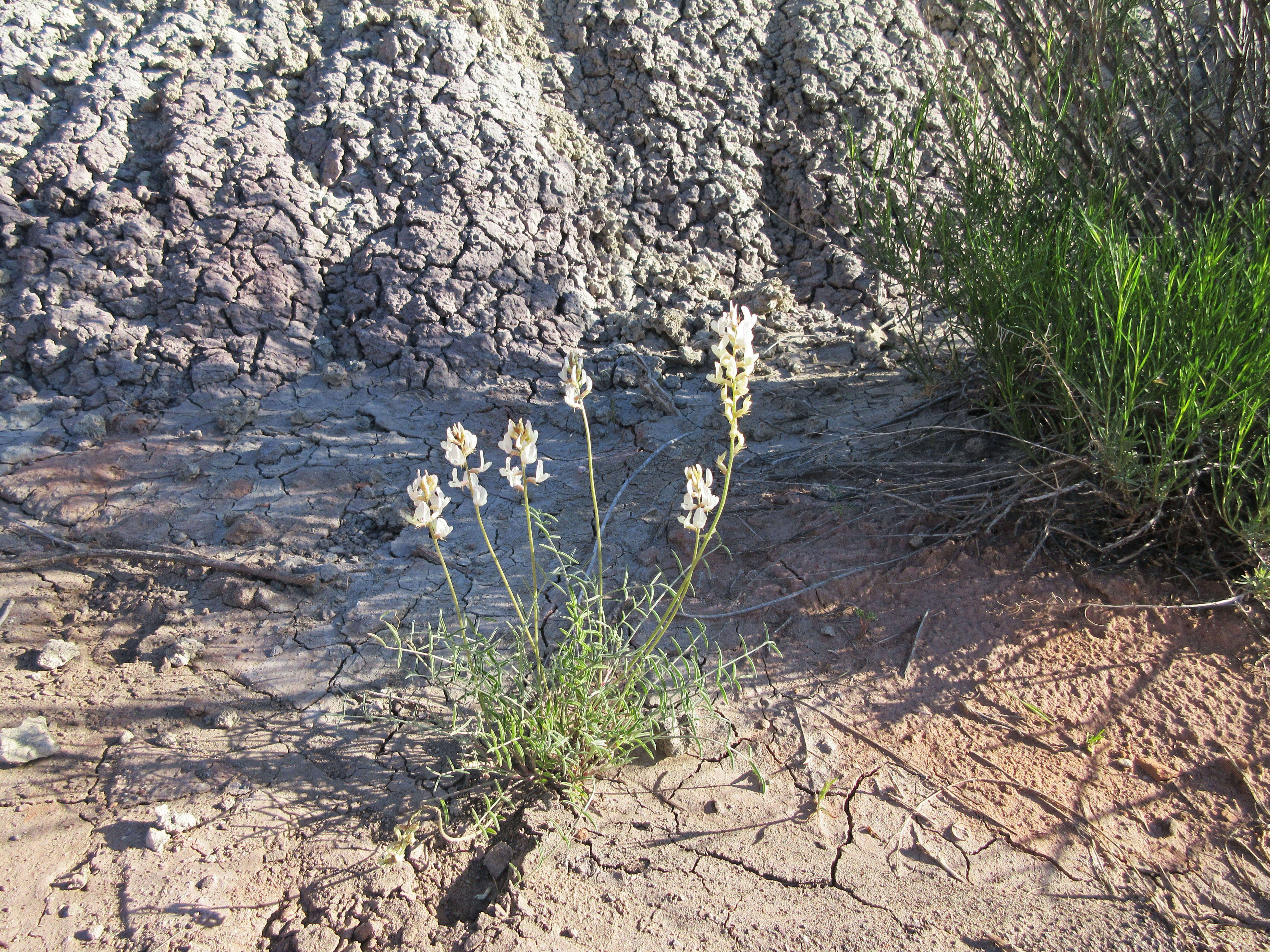 Sivun Astragalus flavus Nutt. ex Torr. & A. Gray kuva