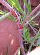 Sivun Astragalus flavus Nutt. ex Torr. & A. Gray kuva