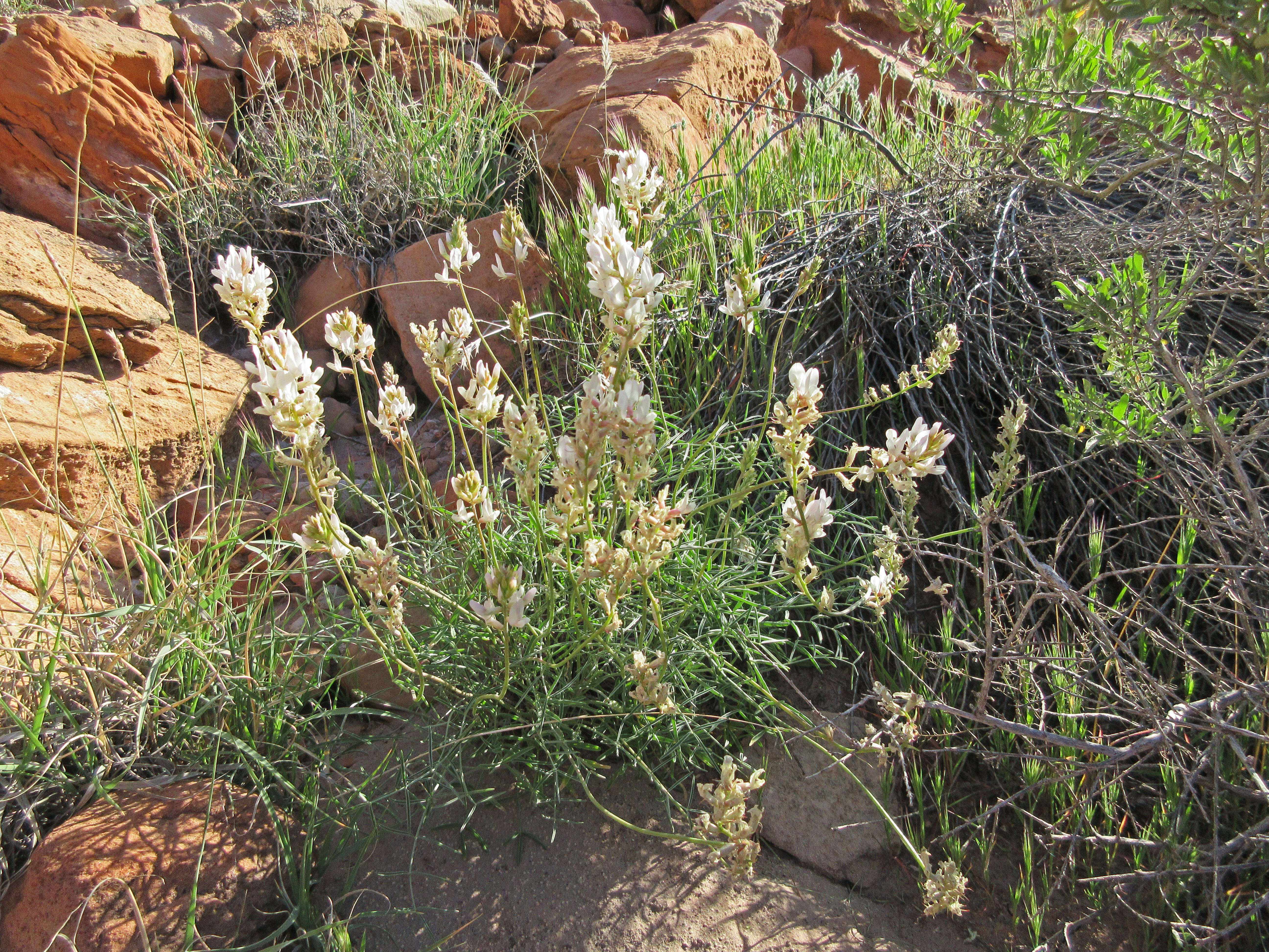 Sivun Astragalus flavus Nutt. ex Torr. & A. Gray kuva