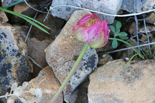 Слика од Ranunculus andersonii A. Gray