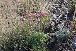 Слика од Ranunculus andersonii A. Gray