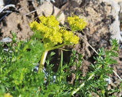 Image of Gray's biscuitroot