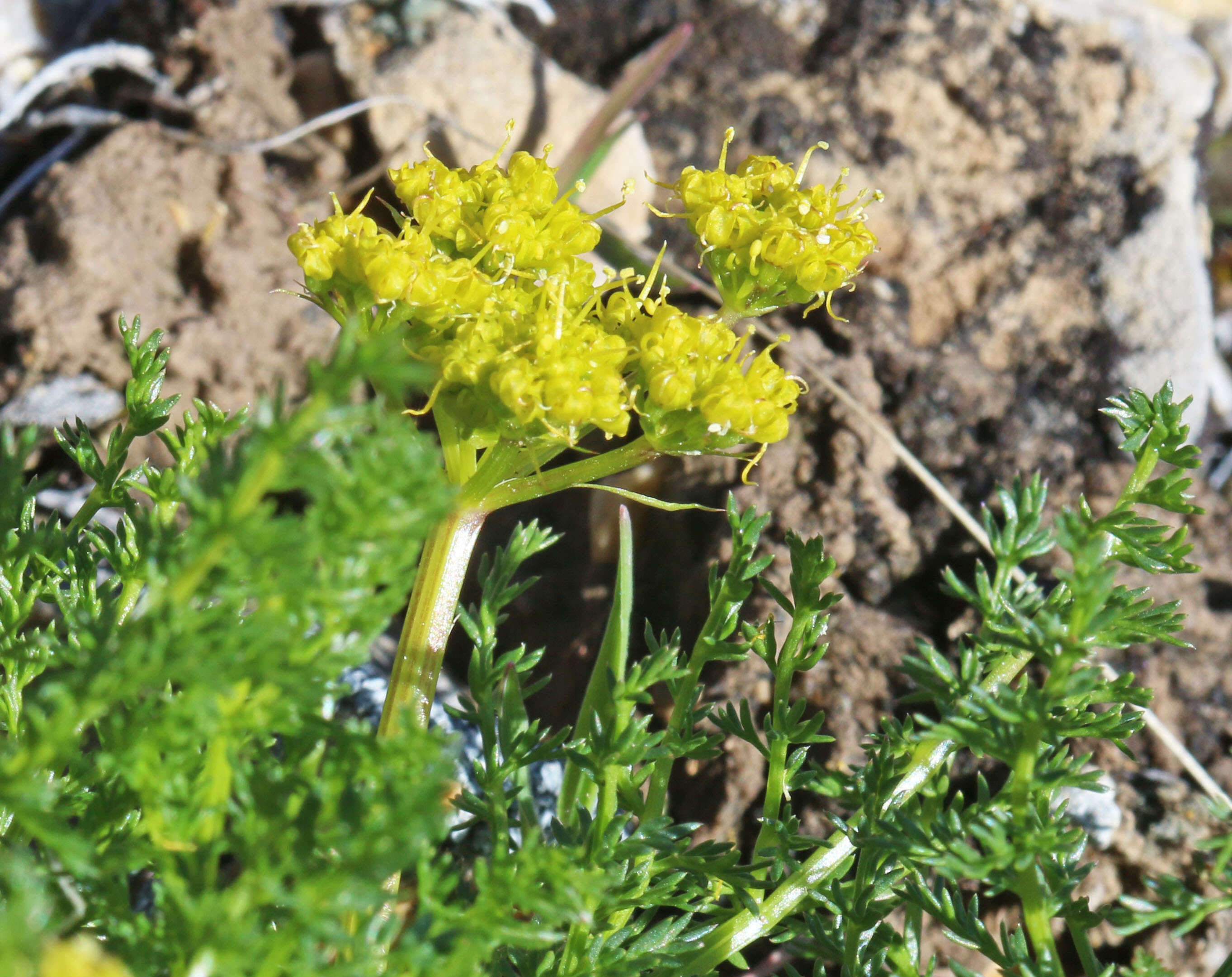 Image of Gray's biscuitroot