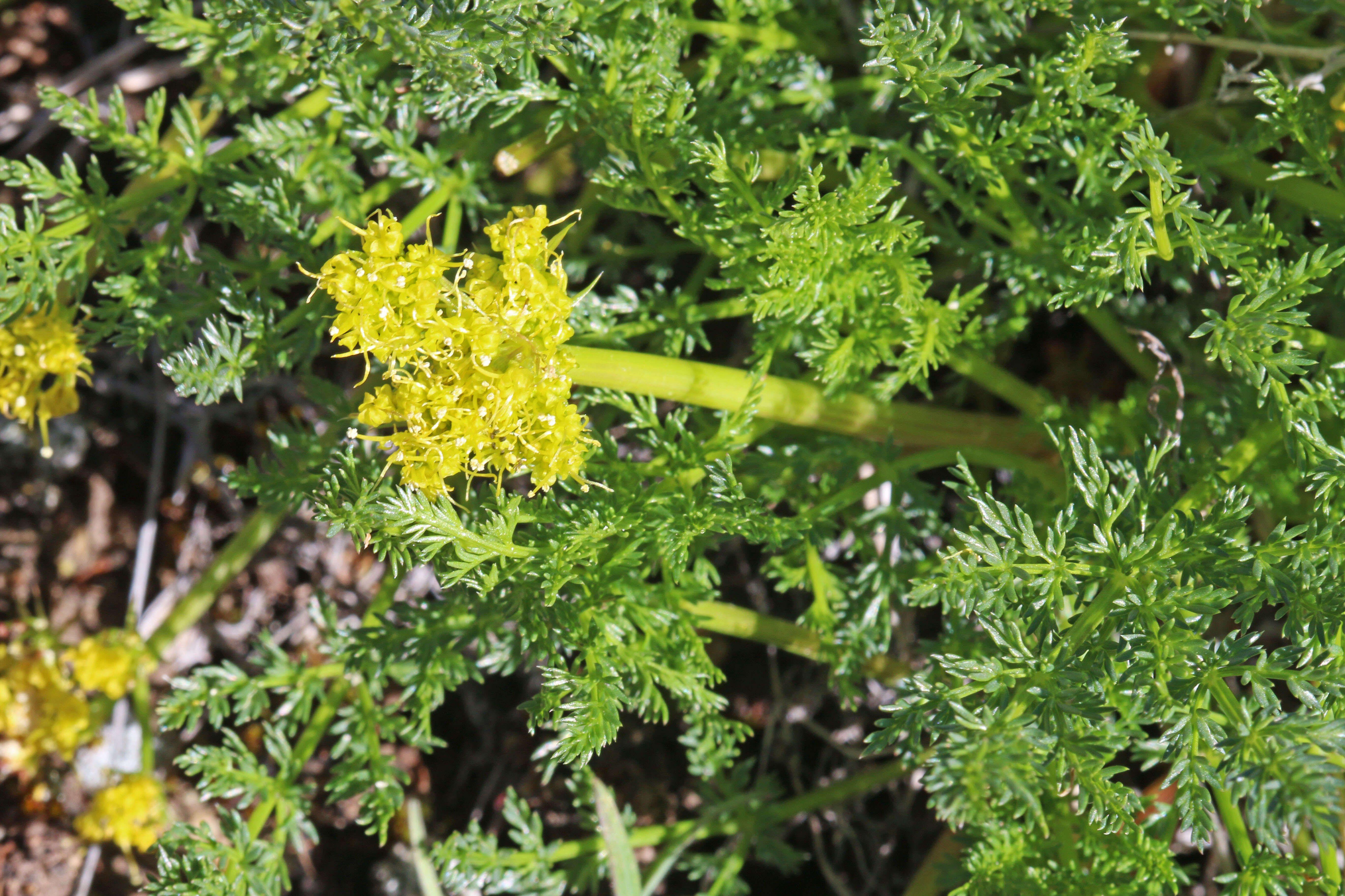 Image of Gray's biscuitroot