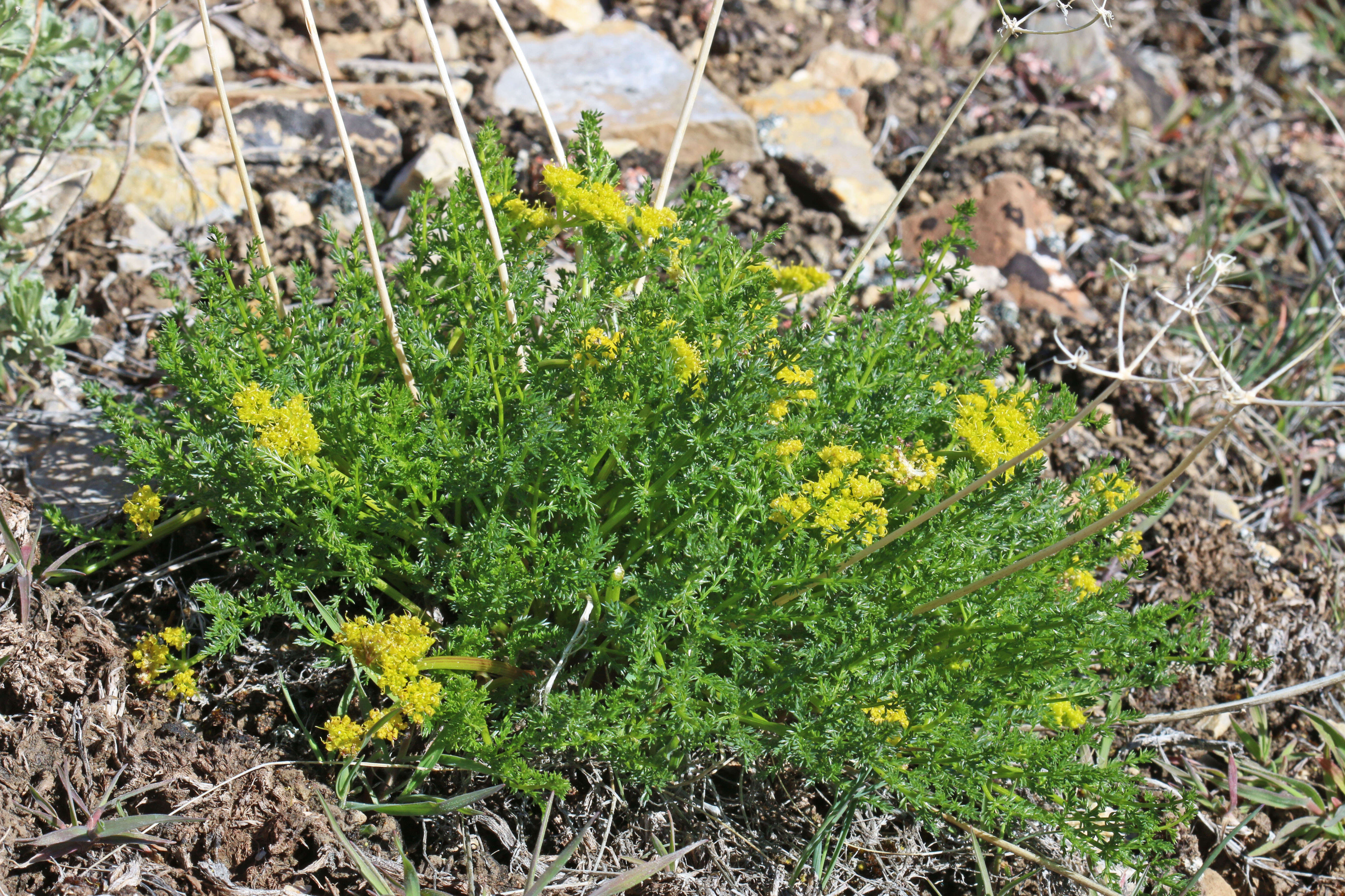 Image of Gray's biscuitroot