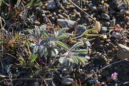 Image of King's Lupine