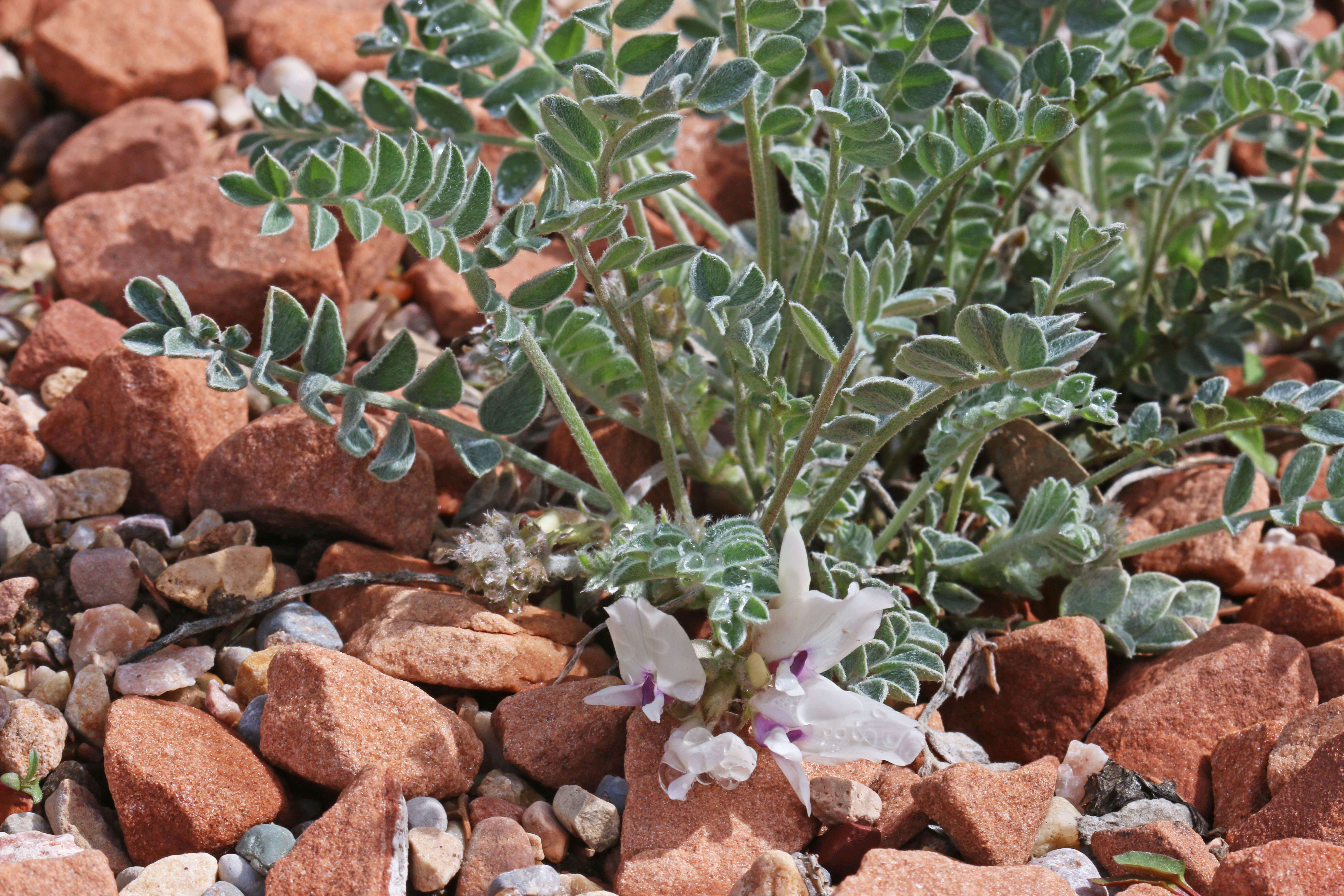 Imagem de Astragalus desereticus Barneby