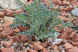 Imagem de Astragalus desereticus Barneby