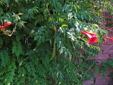 Image of trumpet creeper