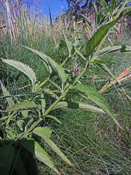 Image of swamp verbena