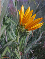 Image of Nuttall's sunflower