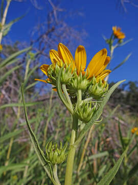 Image of Nuttall's sunflower