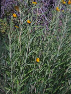 Image of Nuttall's sunflower