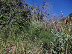 Image of Nuttall's sunflower