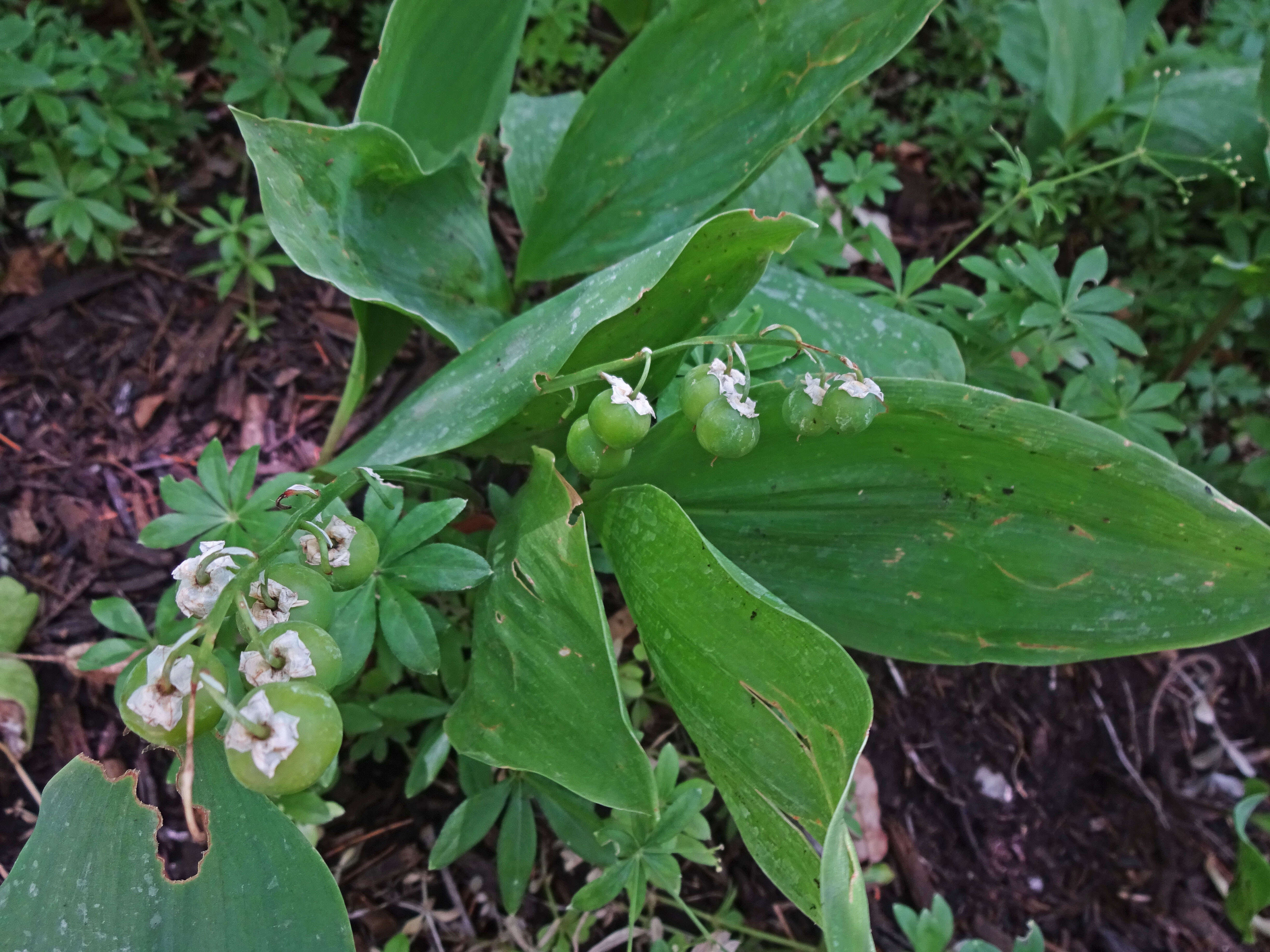 Image of convallaria