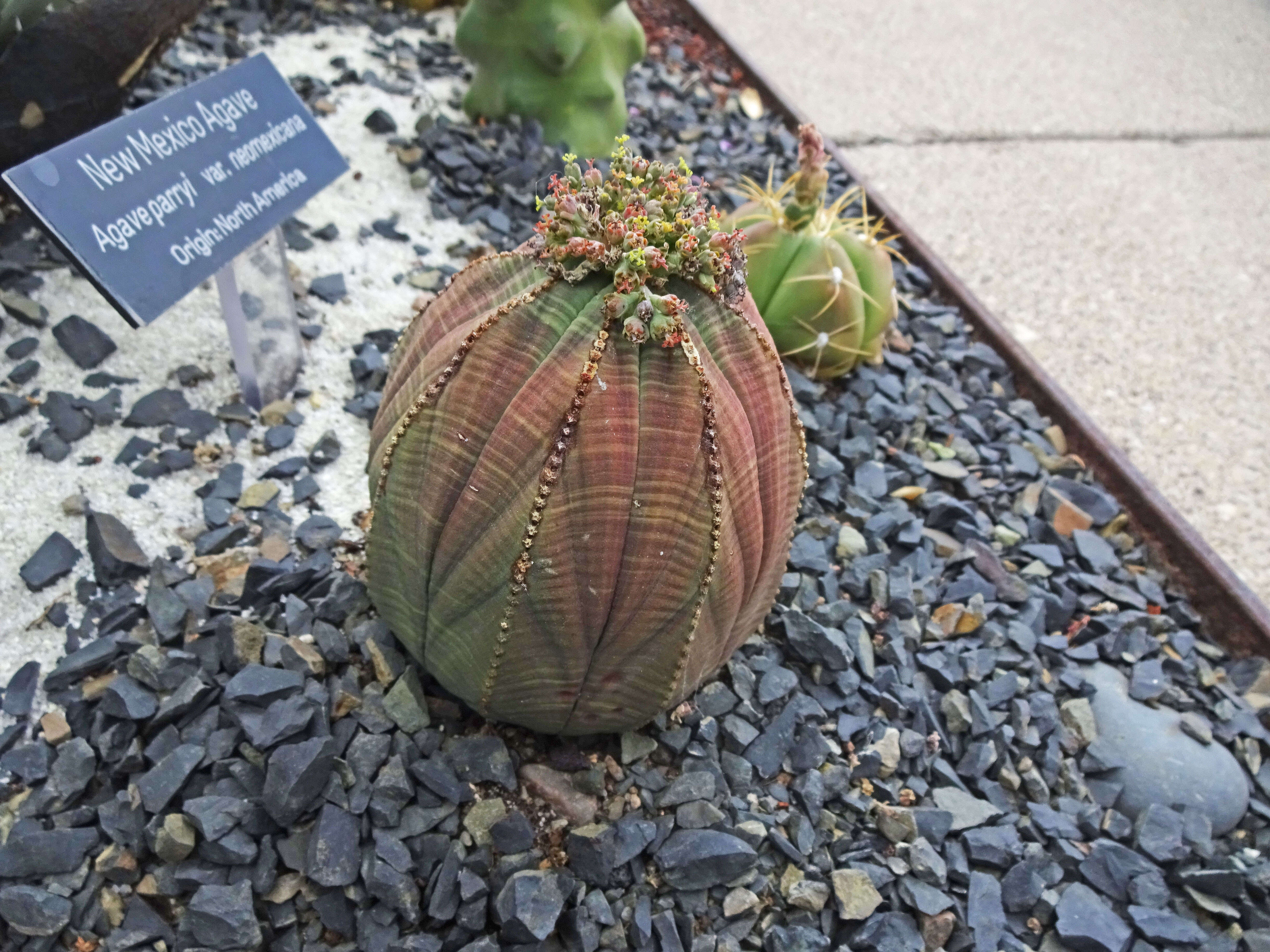 Image of Euphorbia obesa Hook. fil.