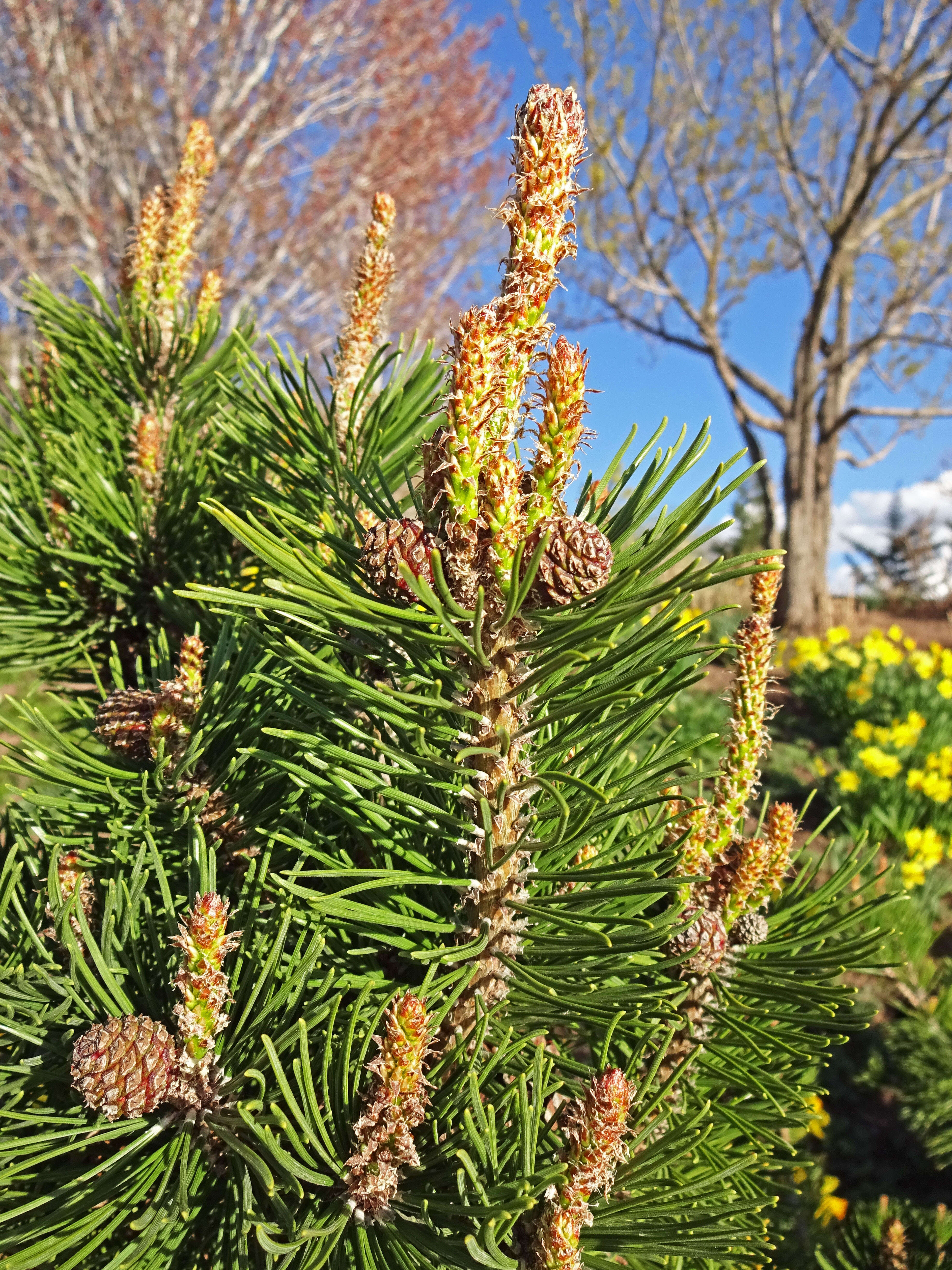 Image of Mountain Pine