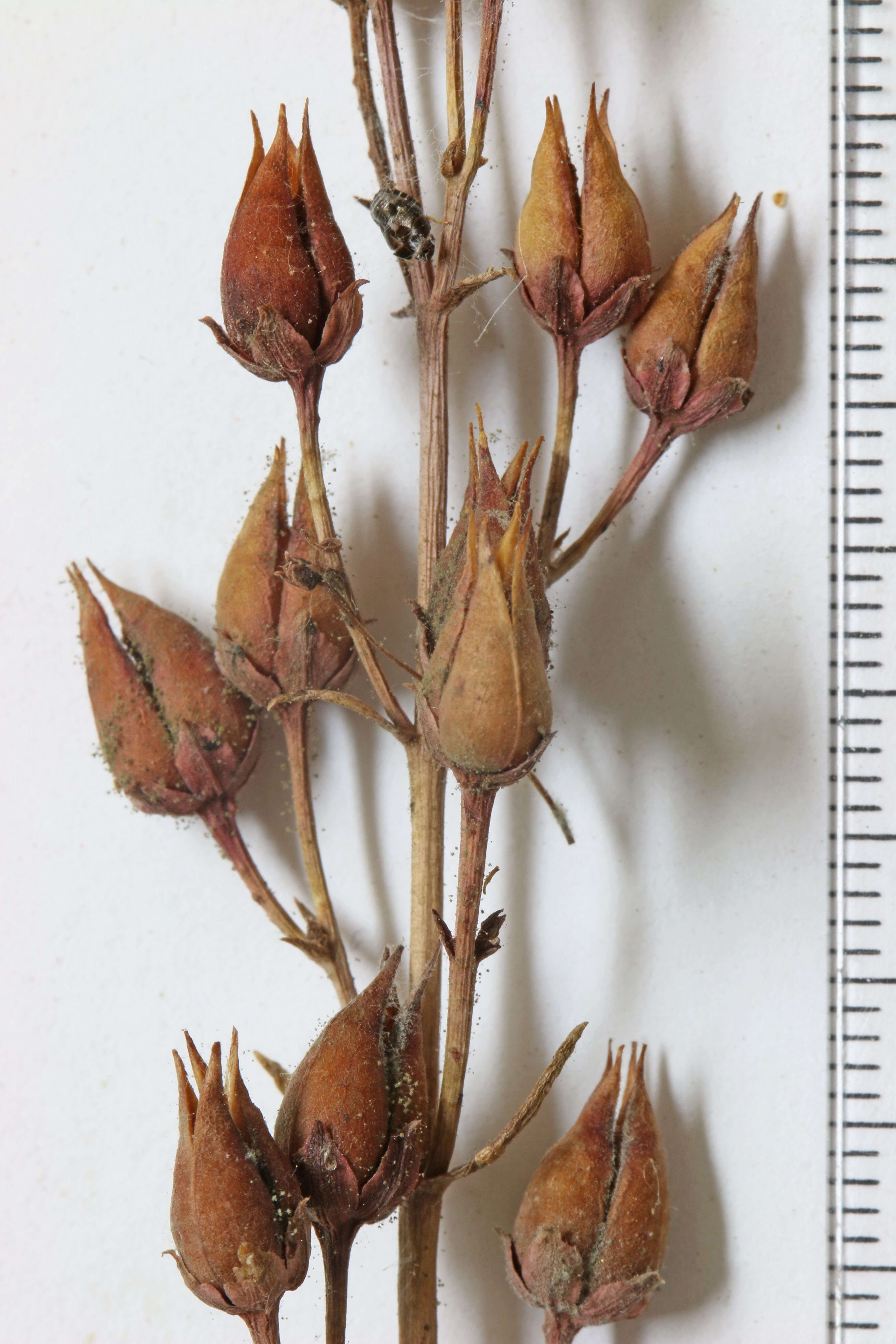 Image of beardtongue