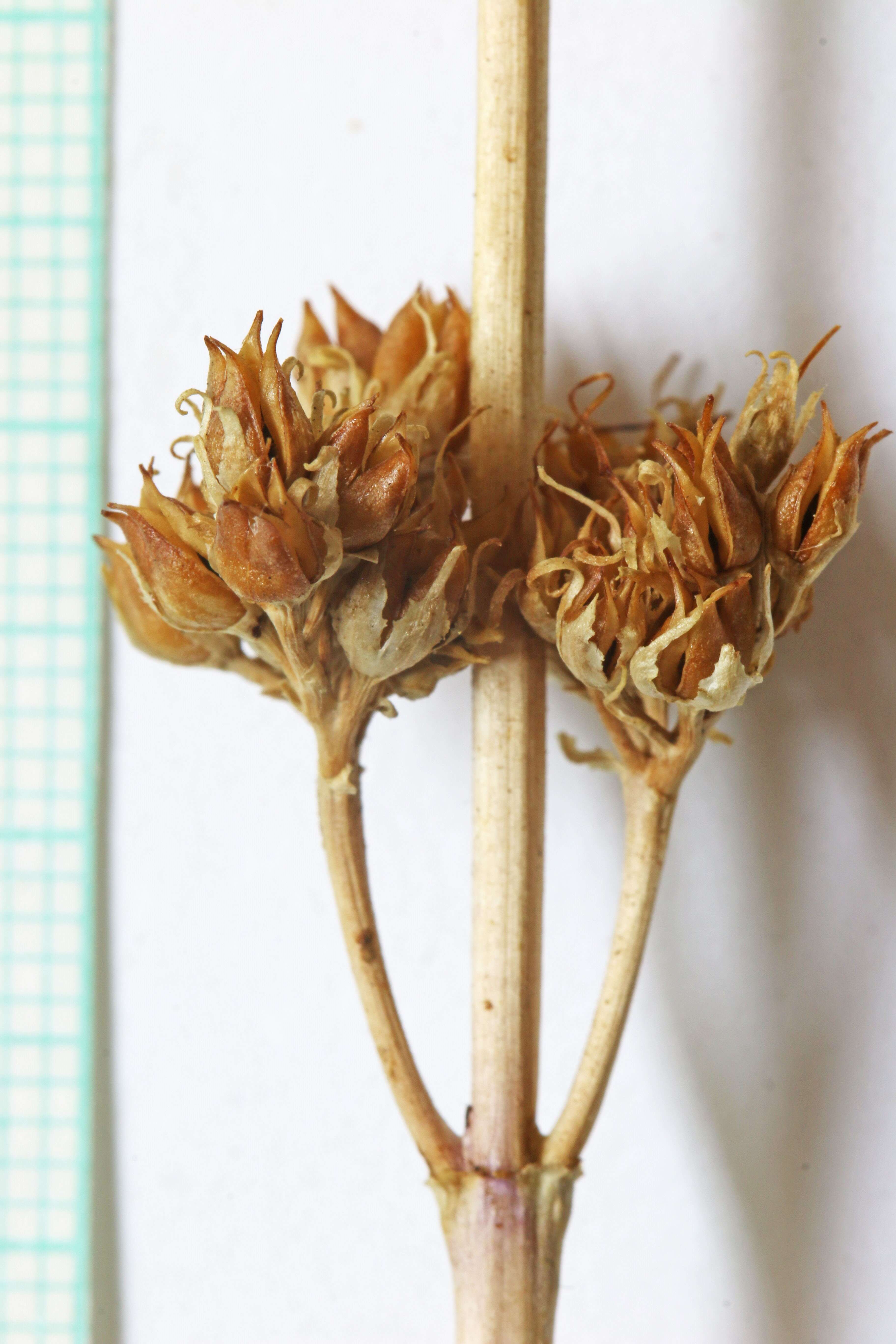 Image of hairy beardtongue